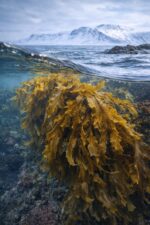 Moss - Alga orígen Islandés - Image 2